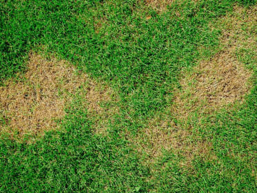 Bruine plekken in je gazon: zijn het engerlingen?