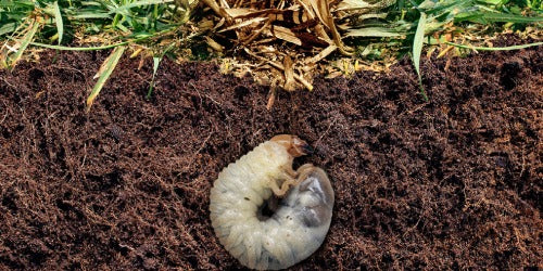 NovaFerm Viva | Biologische oplossing tegen engerlingen en emelten